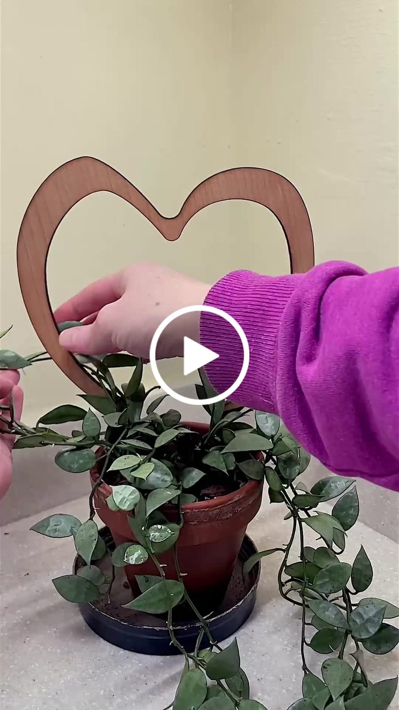 Customer video review of Trellove - Plant trellis inspired by Hoya Kerrii - 4 nested heart-shaped trellises + heart label