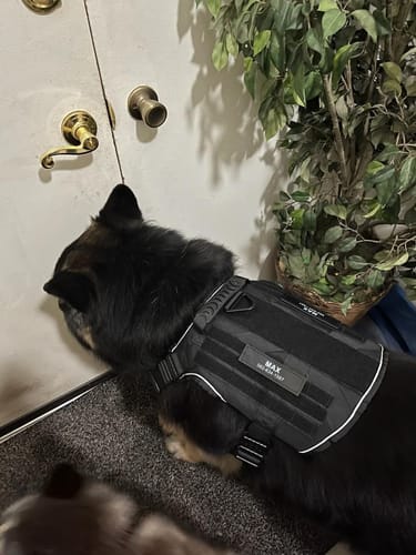 Customer photo review of Custom Hook & Loop Patch For Harness (1 Pair)