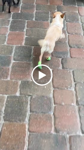 Customer video review of WagWellie® Mojave Single