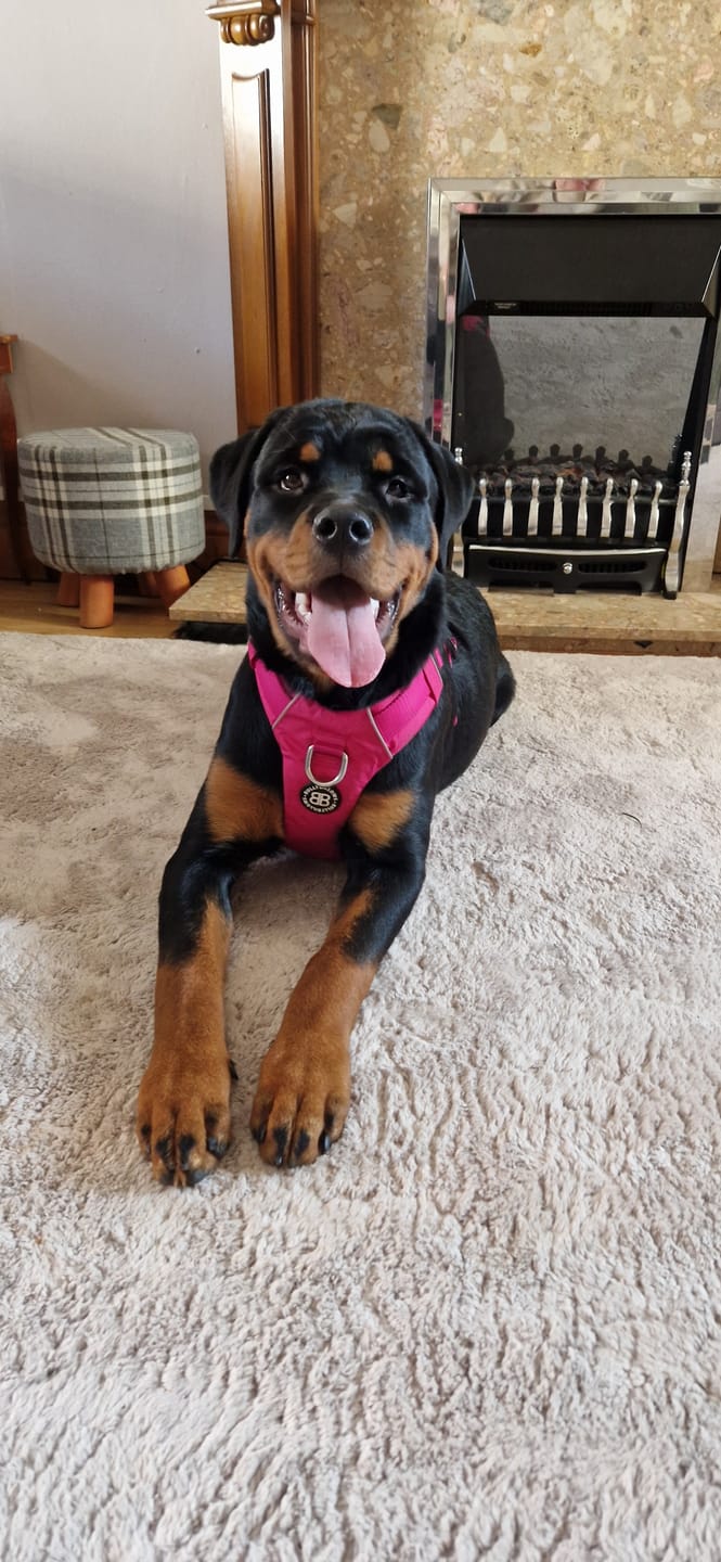 Customer photo review of Air Harness | Anti-Pull & With Handle - Carminerose