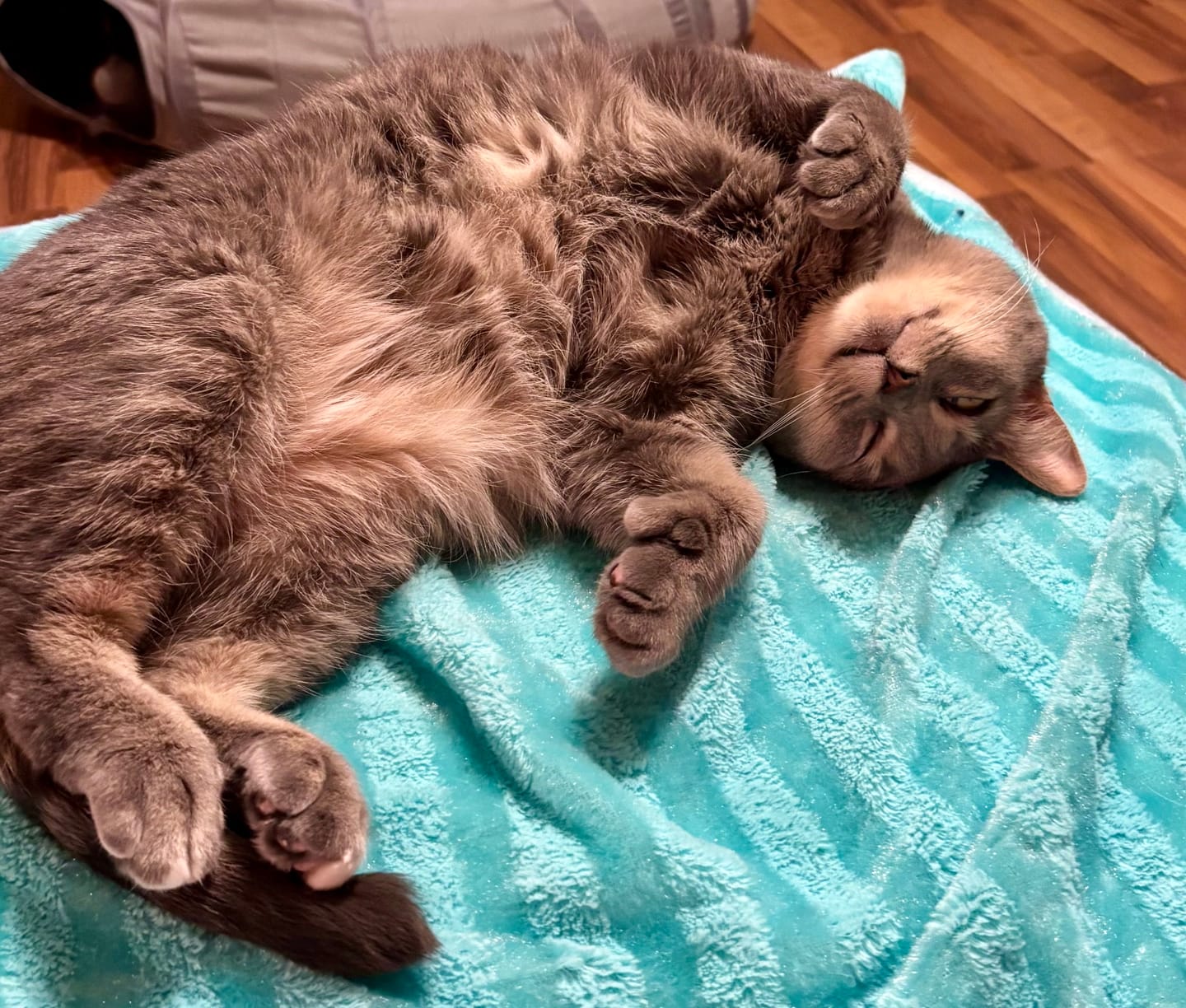 Customer photo review of DOLORES (Douleur)