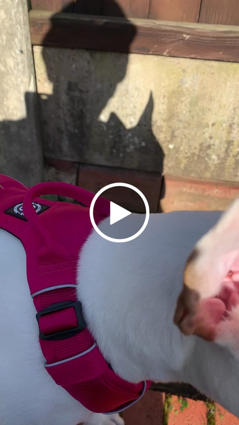 Customer video review of Air Harness | Anti-Pull & With Handle - Carminerose