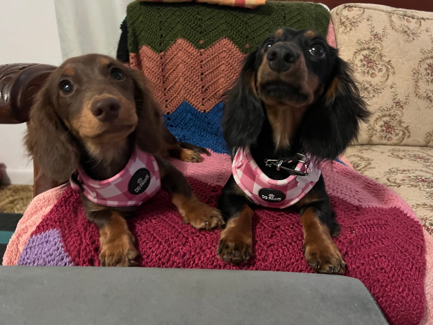 Customer photo review of Bubblegum Harness