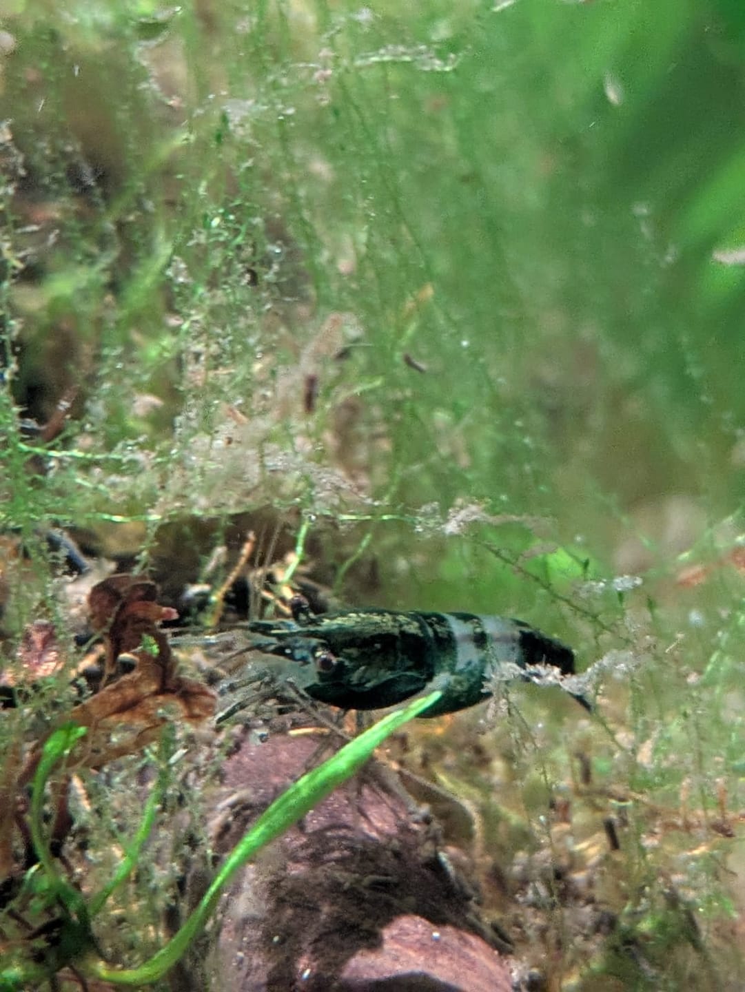 Customer photo review of Green Rili Shrimp