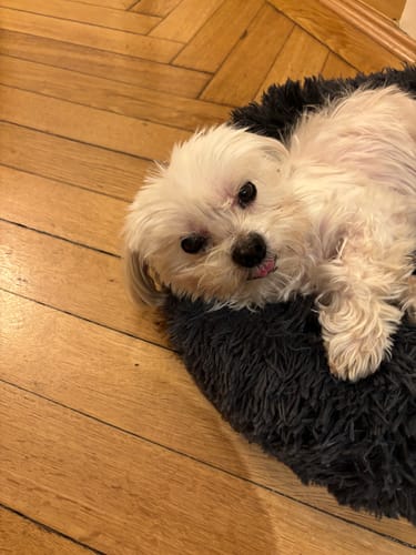 Customer photo review of Happy Hips