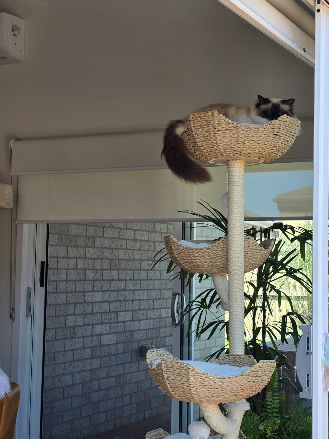 Customer photo review of MICHU Ivy Cat Tower Deluxe 4-Tier Designer Tall Cat Tree