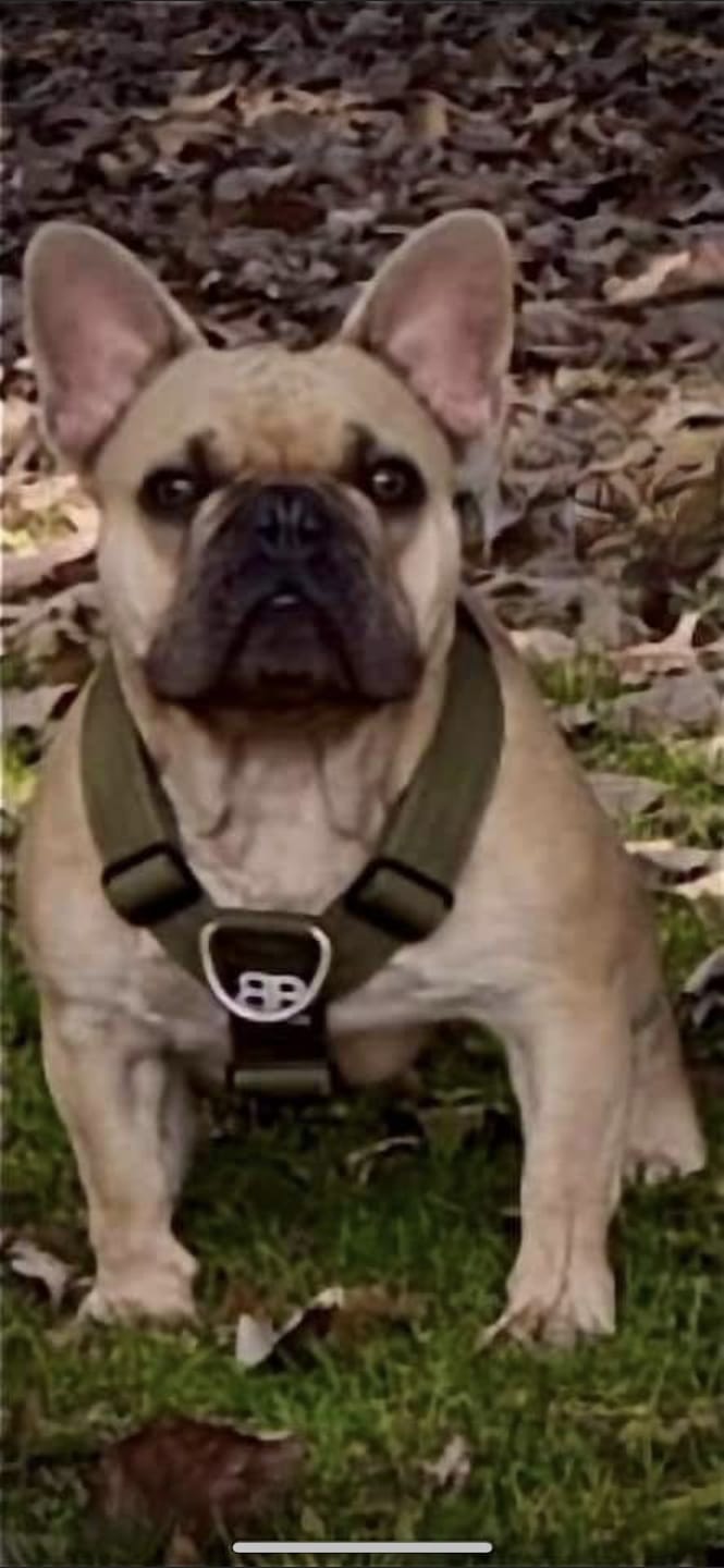 Customer photo review of Training Anti Pull TRI-Harness® | M-XL Breeds - Khaki
