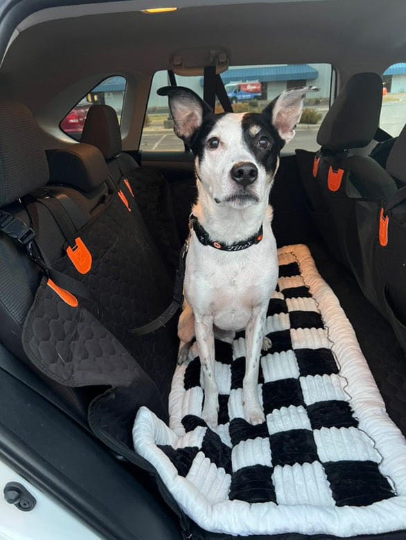 Customer photo review of DoggyKings™ Heavy-Duty Dog Car Seat Cover