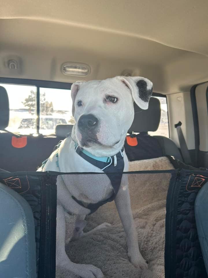 Customer photo review of DoggyKings™ Heavy-Duty Dog Car Seat Cover