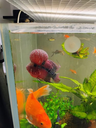 Customer photo review of Super Red Dragon Flowerhorn Cichlid | High Grade | You Pick Fish