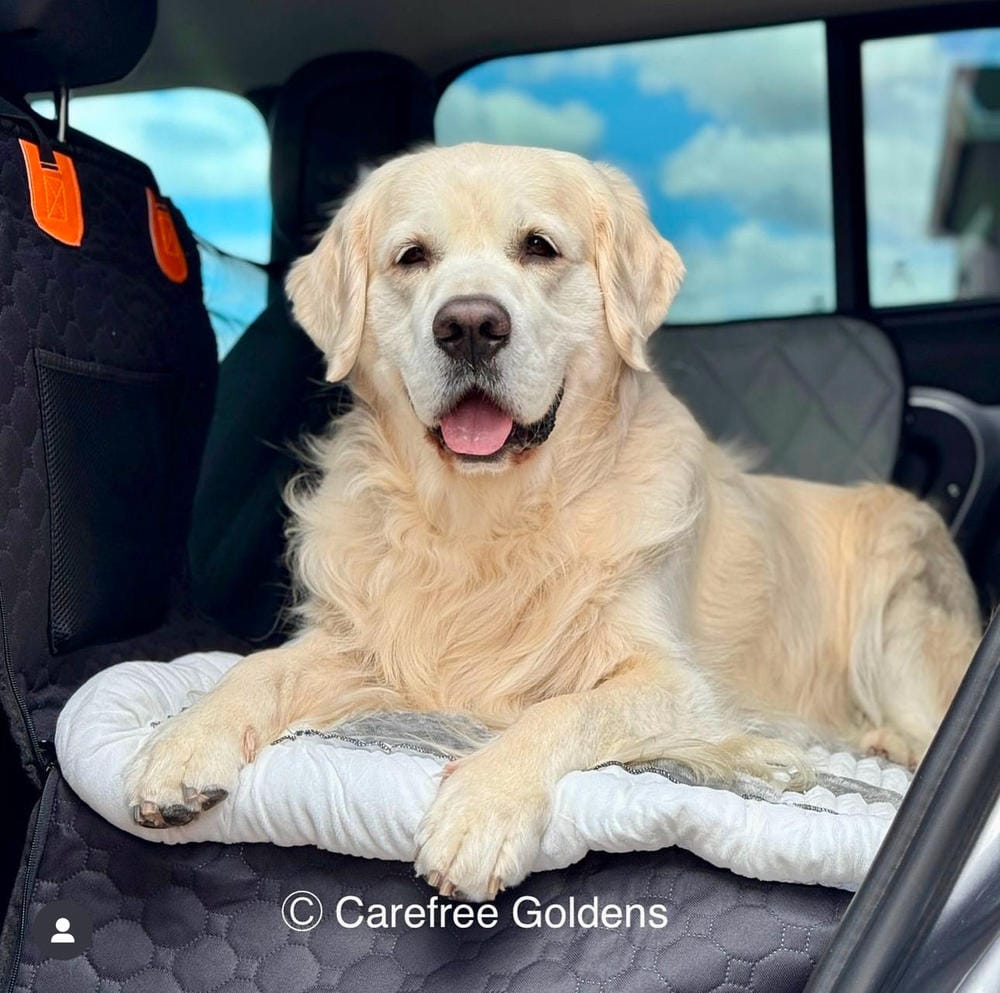 Customer photo review of DoggyKings™ Heavy-Duty Dog Car Seat Cover