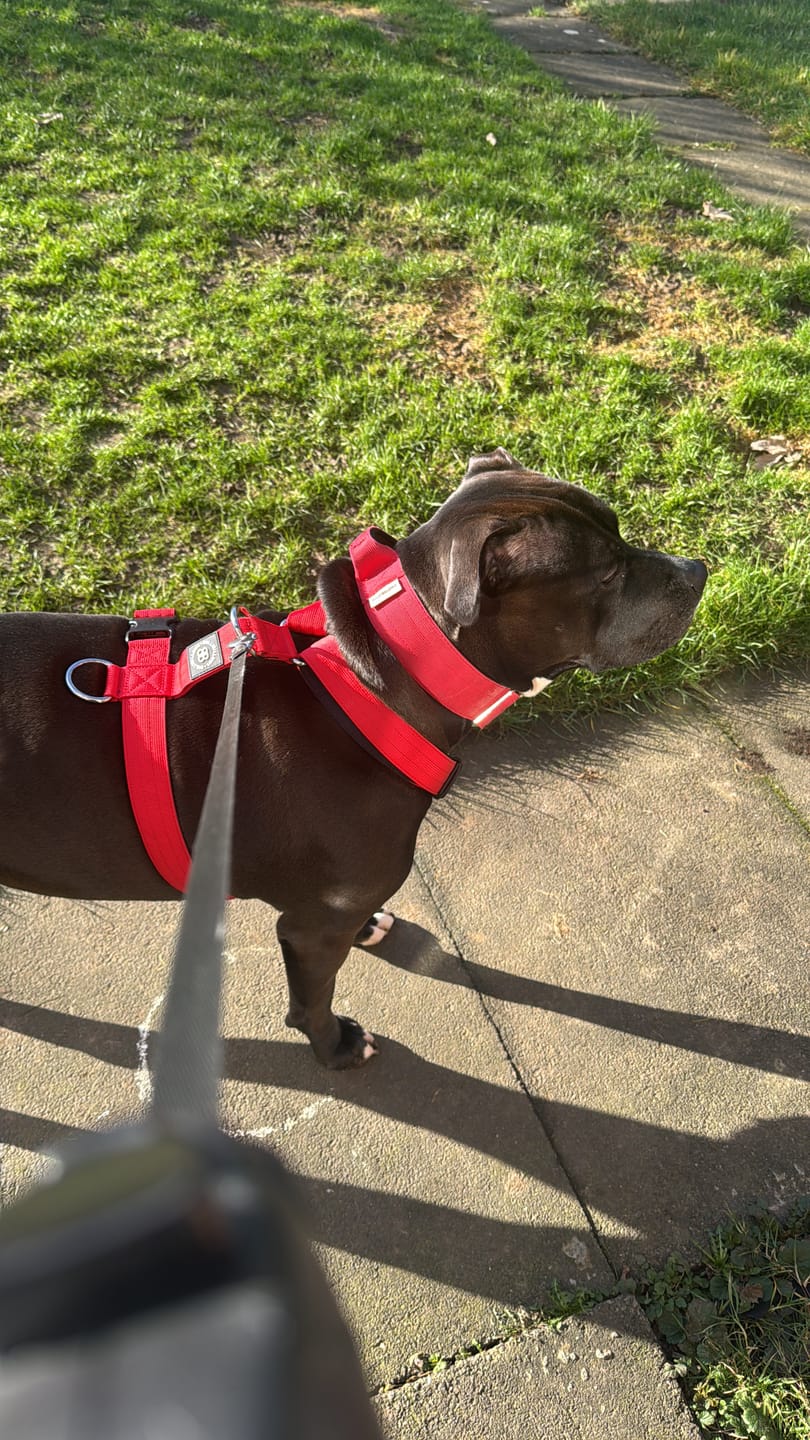 Customer photo review of Training Anti Pull TRI-Harness® | M-XL Breeds - Red