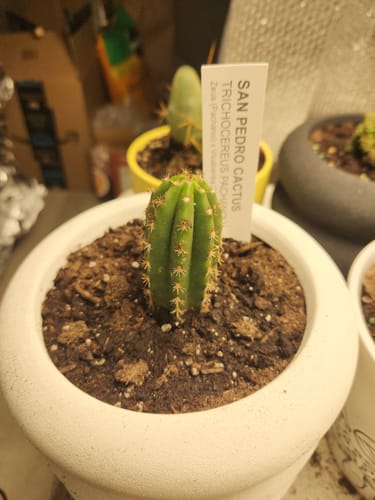 Customer photo review of Trichocereus Hybrid Variety Packs | Cactus Collector Variety Packs