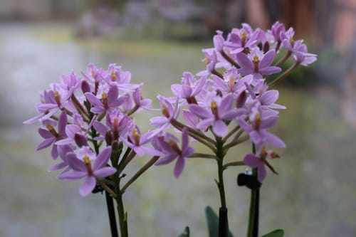 Customer photo review of Große Epidendrum Nordic Fire mit hellrosa Blüten und 3+ Rispen (12cm)