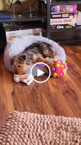 Customer video review of Sniffle