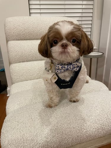 Emilie G. review of French Blue Bow for Dog Collar and Cat Collar image 1 out of 1