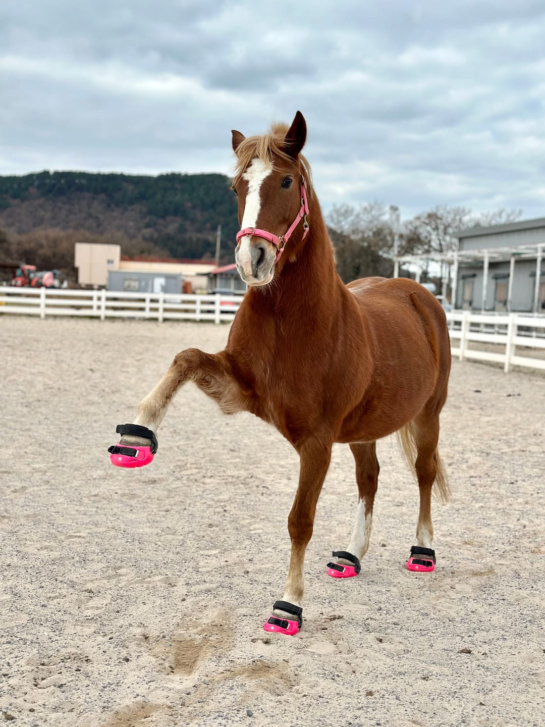 Customer photo review of Renegade® Viper™ Pink Passion