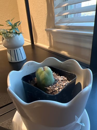 Customer photo review of Trichocereus bridgesii monstrose | Penis Cactus | Short Form