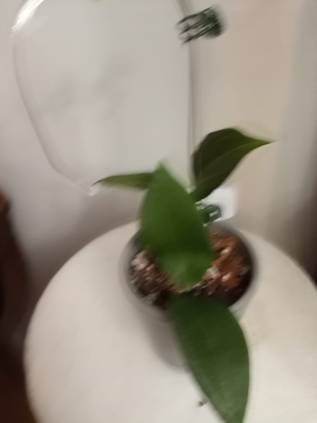 Customer photo review of Hoya cominsii