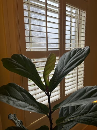 Customer photo review of Plant Food