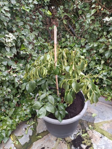 Customer photo review of Fertibono JaboNeem: Concentrado Jabón Potásico y Aceite de Neem Extraído en Frío - 1L+250ml - Máxima Eficacia y Ahorro en Control de Plagas para Plantas y Huertos