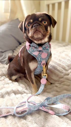 undefined review of Collar - Mad Hatters Tea Party image 1 out of 1