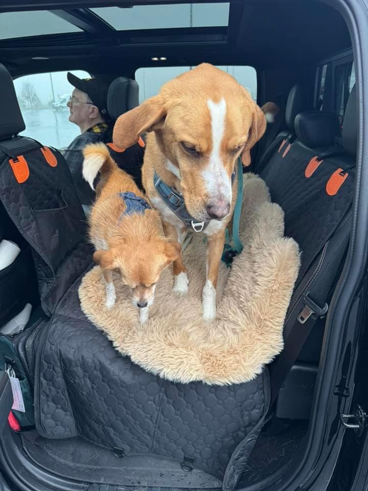 Customer photo review of DoggyKings™ Heavy-Duty Dog Car Seat Cover