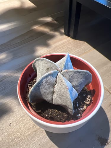 Customer photo review of Astrophytum myriostigma | Bishop's Cap Cactus