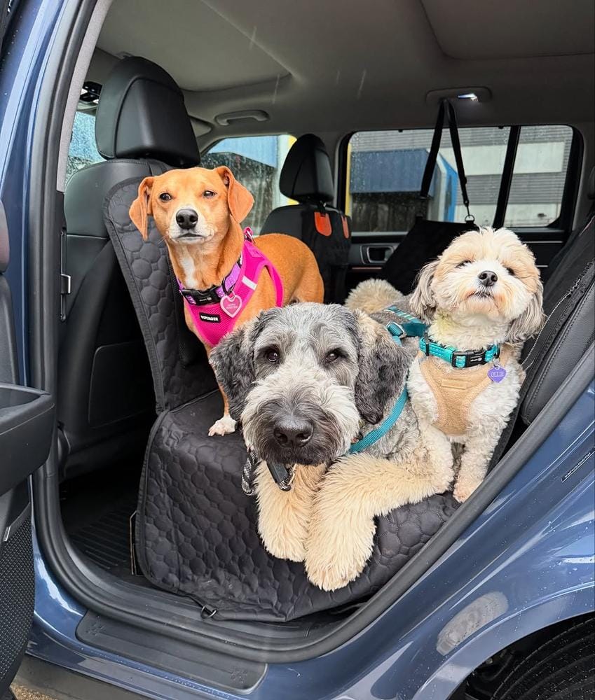 Customer photo review of DoggyKings™ Heavy-Duty Dog Car Seat Cover