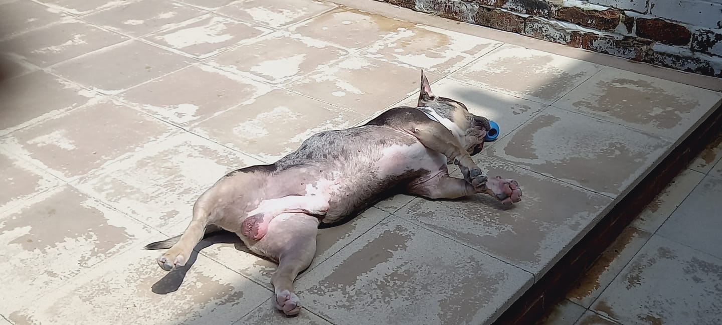 Customer photo review of Dog Gel