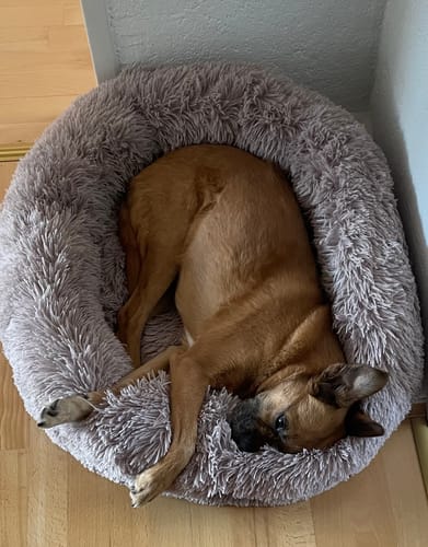 Customer photo review of Puppery Hundebett Wolke 7 - Das Original