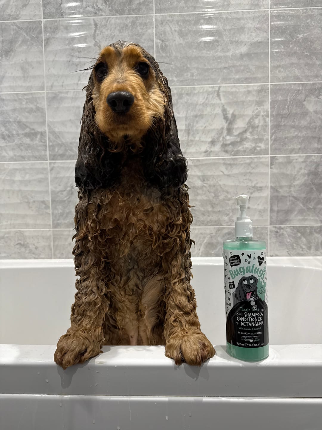 Customer photo review of 3 in 1 Tangle Tame Dog Shampoo, Conditioner & Detangler
