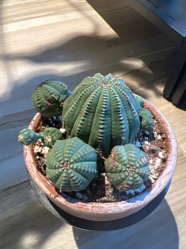 Customer photo review of Euphorbia Obesa | Baseball Plant