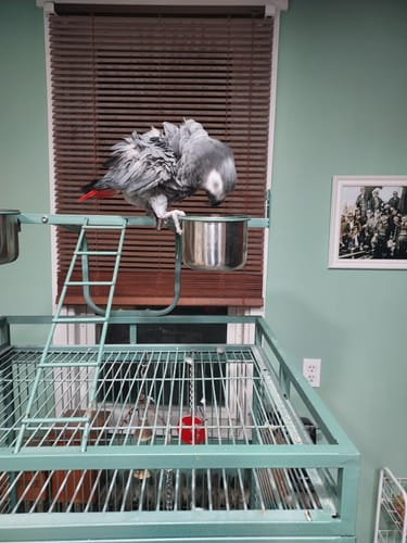 Customer photo review of Blue Kings Cages Rainforest Mist Bath Spray for African Greys 8 oz