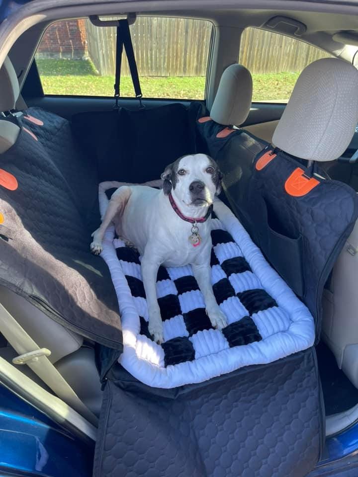 Customer photo review of DoggyKings™ Heavy-Duty Dog Car Seat Cover
