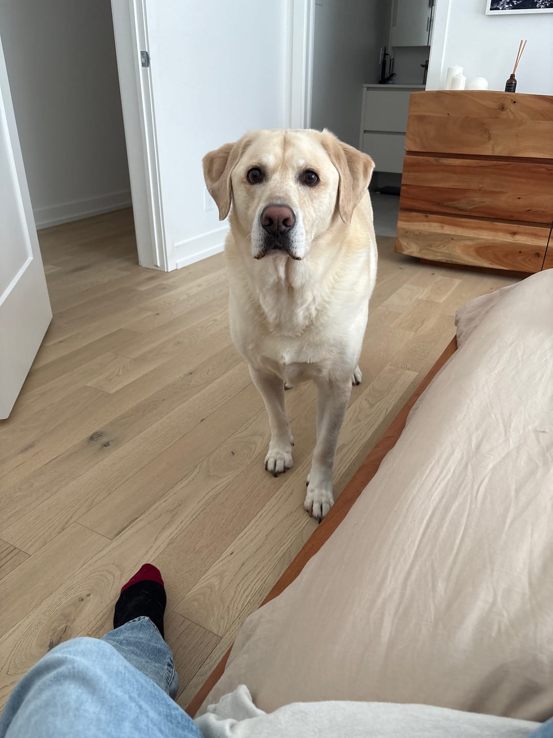Customer photo review of Bold By Nature - Mega - Viande crue pour chien en variété de saveur