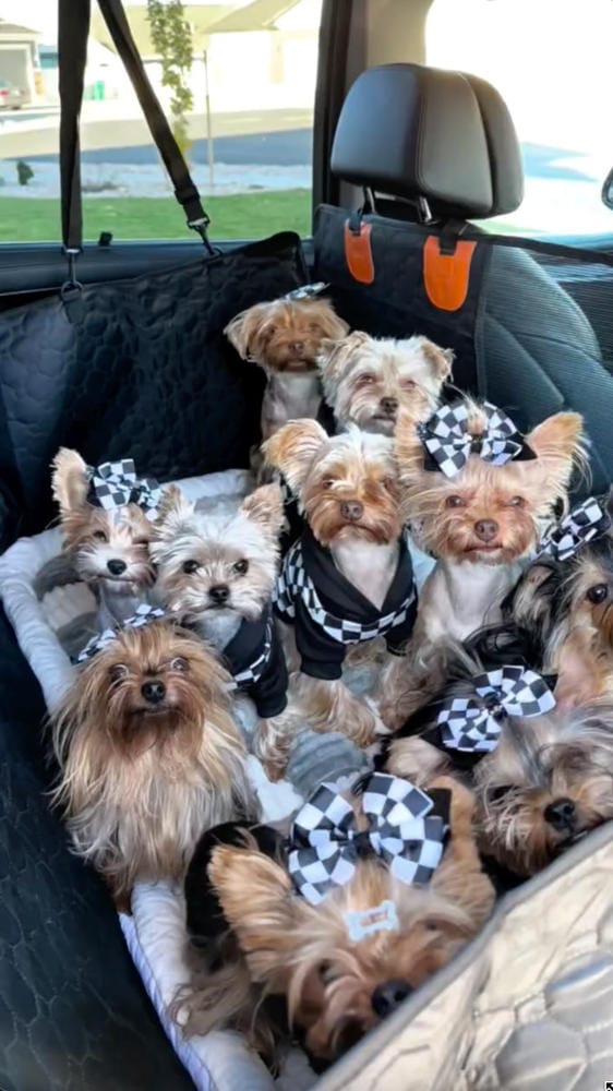 Customer photo review of DoggyKings™ Heavy-Duty Dog Car Seat Cover