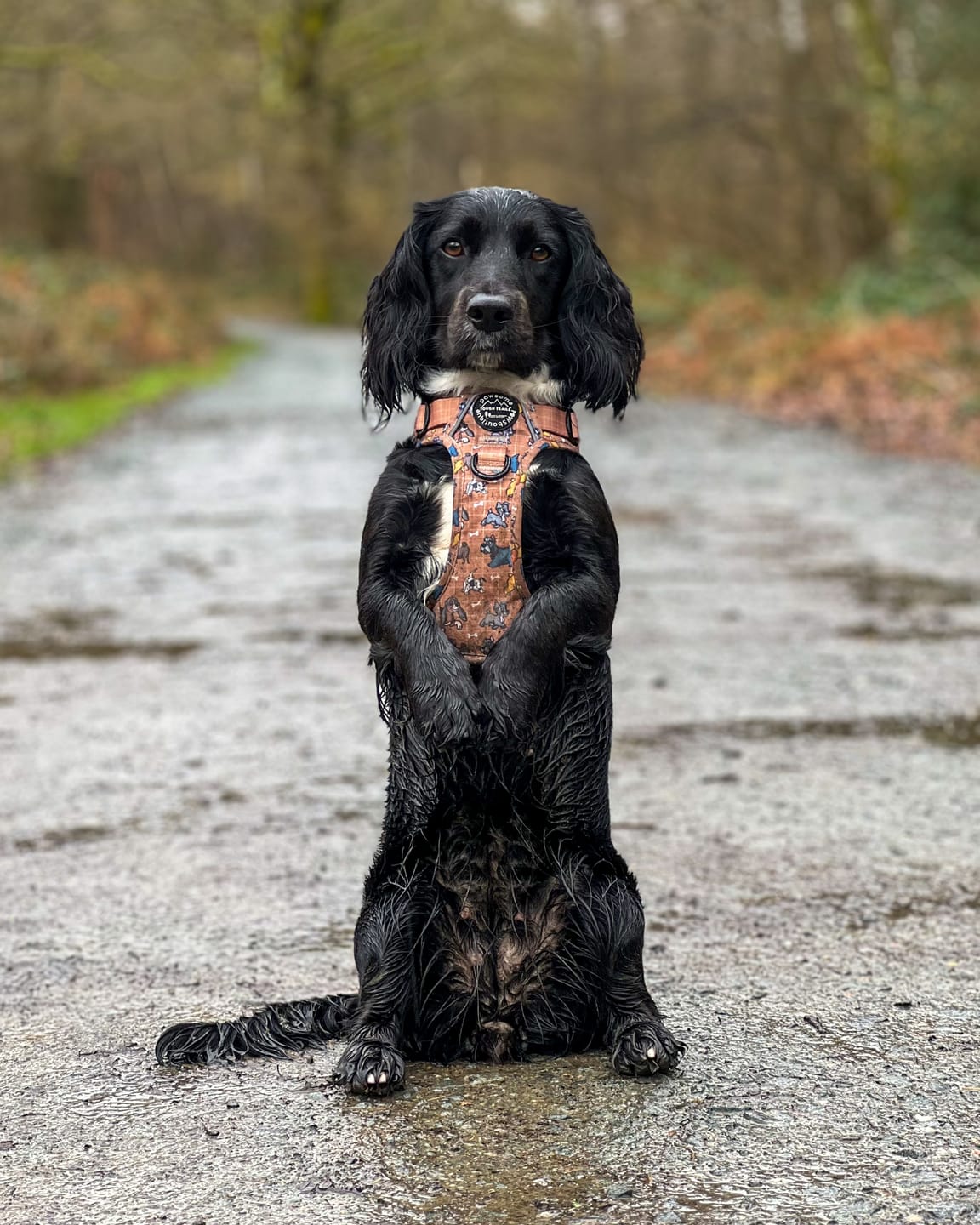Customer photo review of Disney© Tough Trails™ Harness - Disney Dogs