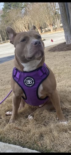 Customer photo review of Comfort Premium Harness | Non Restrictive - Red