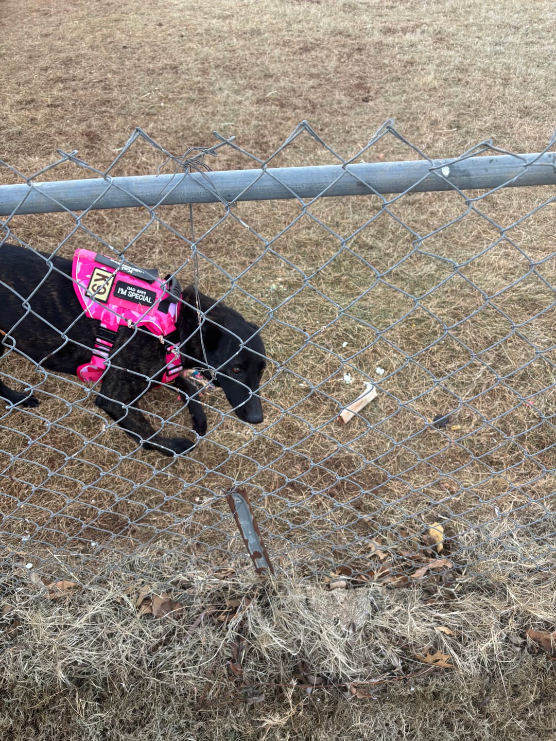 Customer photo review of Hook & Loop Patch Variety Bundle For Harness (Pack of 12)
