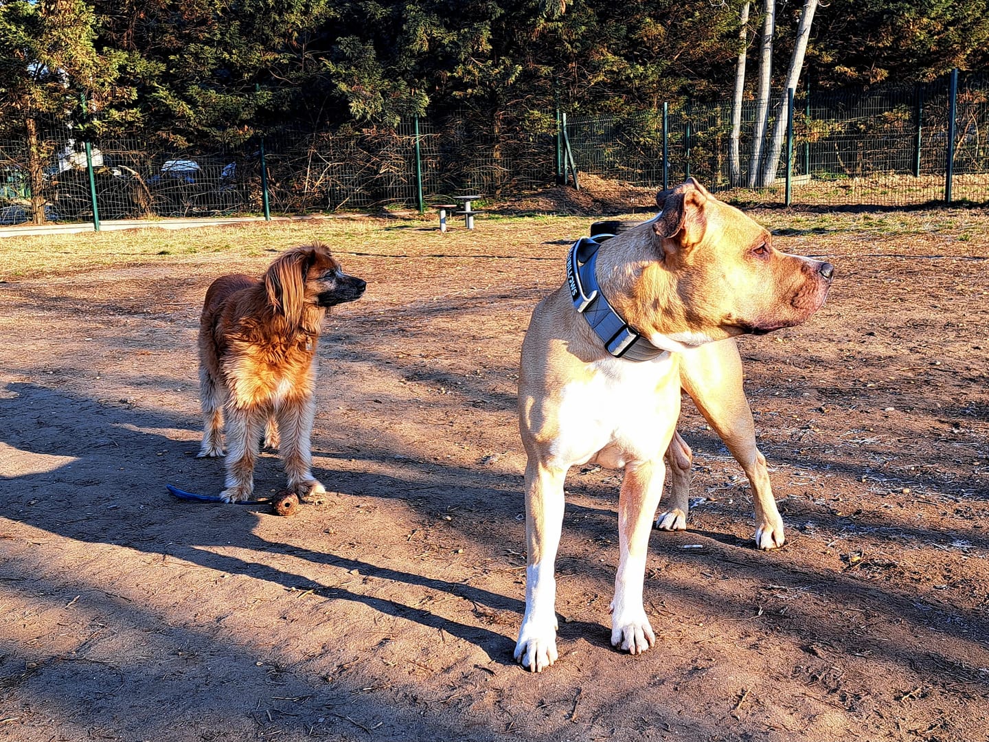 Customer photo review of 5cm Combat® Collar | With Handle & Secure Clip - Metal Grey