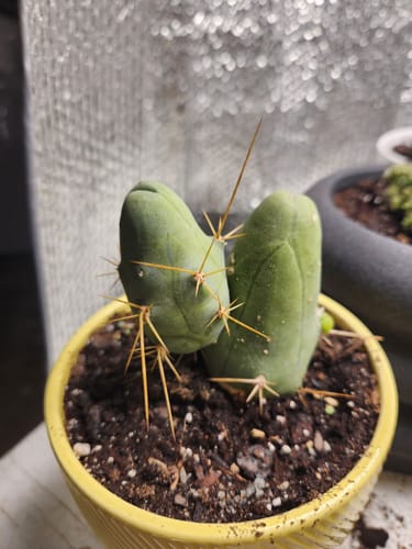 Customer photo review of Trichocereus Bridgesii Monstrose | Short Form | Type B | Penis Cactus