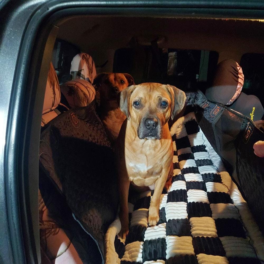 Customer photo review of DoggyKings™ Heavy-Duty Dog Car Seat Cover