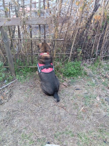 Customer photo review of FunFunPet 高機能ハーネス（お名前タグ作成サービス付き）