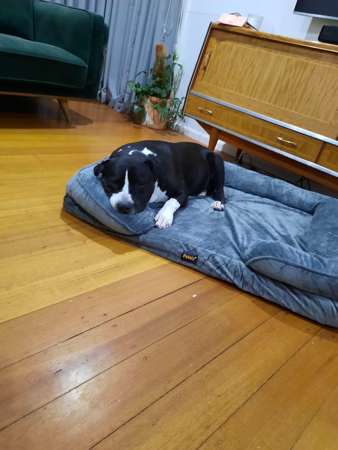 Customer photo review of PaWz Premium Memory Foam Pet Sofa Bed