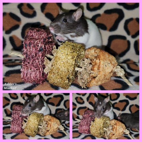 Customer photo review of Loofah Toss