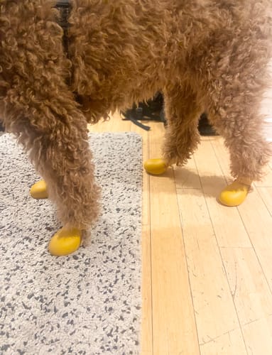 Customer photo review of WagWellies® by wagwear