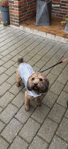 Customer photo review of Cloud7 regnfrakke til hund, Berlin, reflective