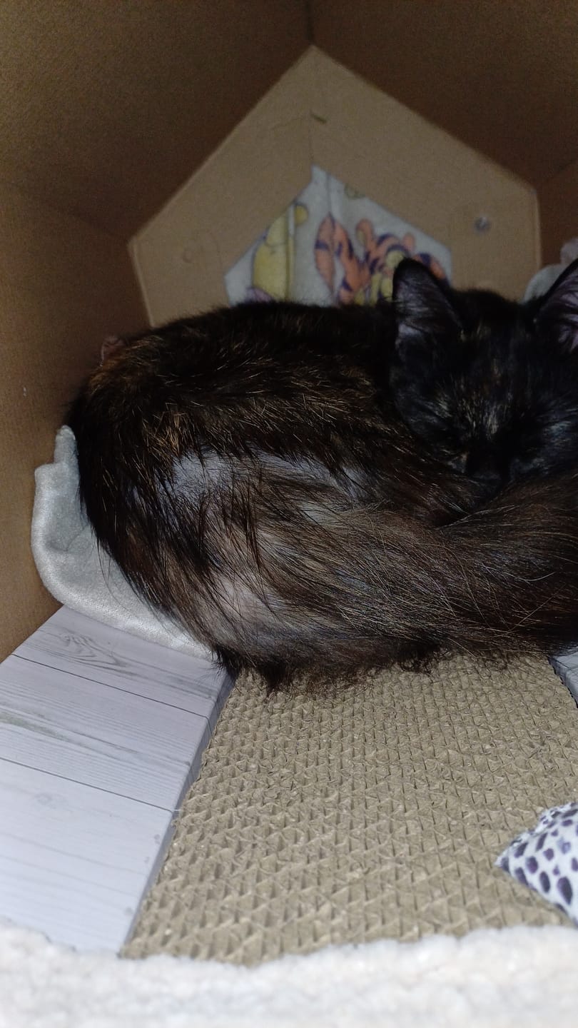 Customer photo review of Cat Duo Pack