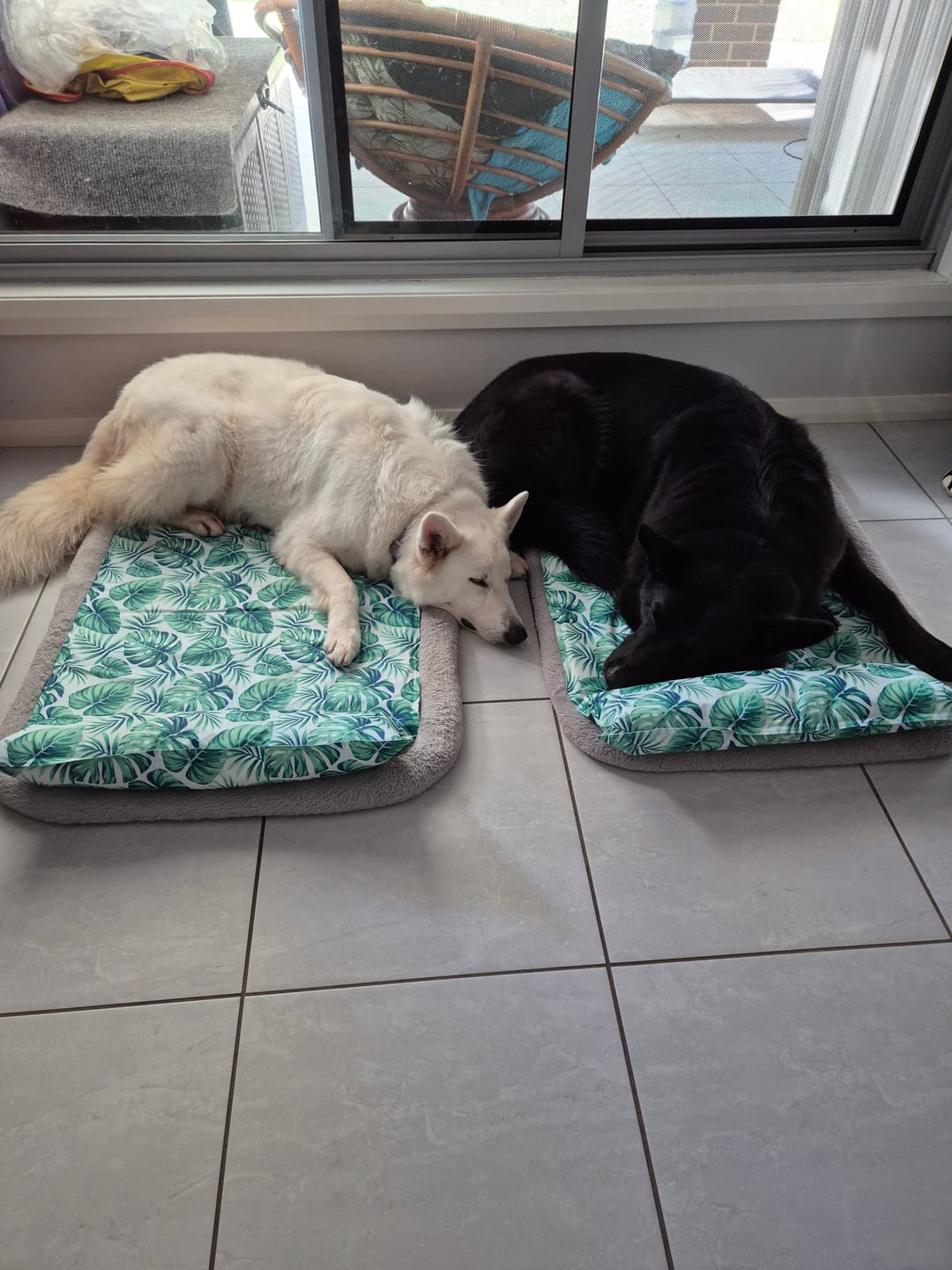 Customer photo review of PaWz Dog Summer Cooling Mat